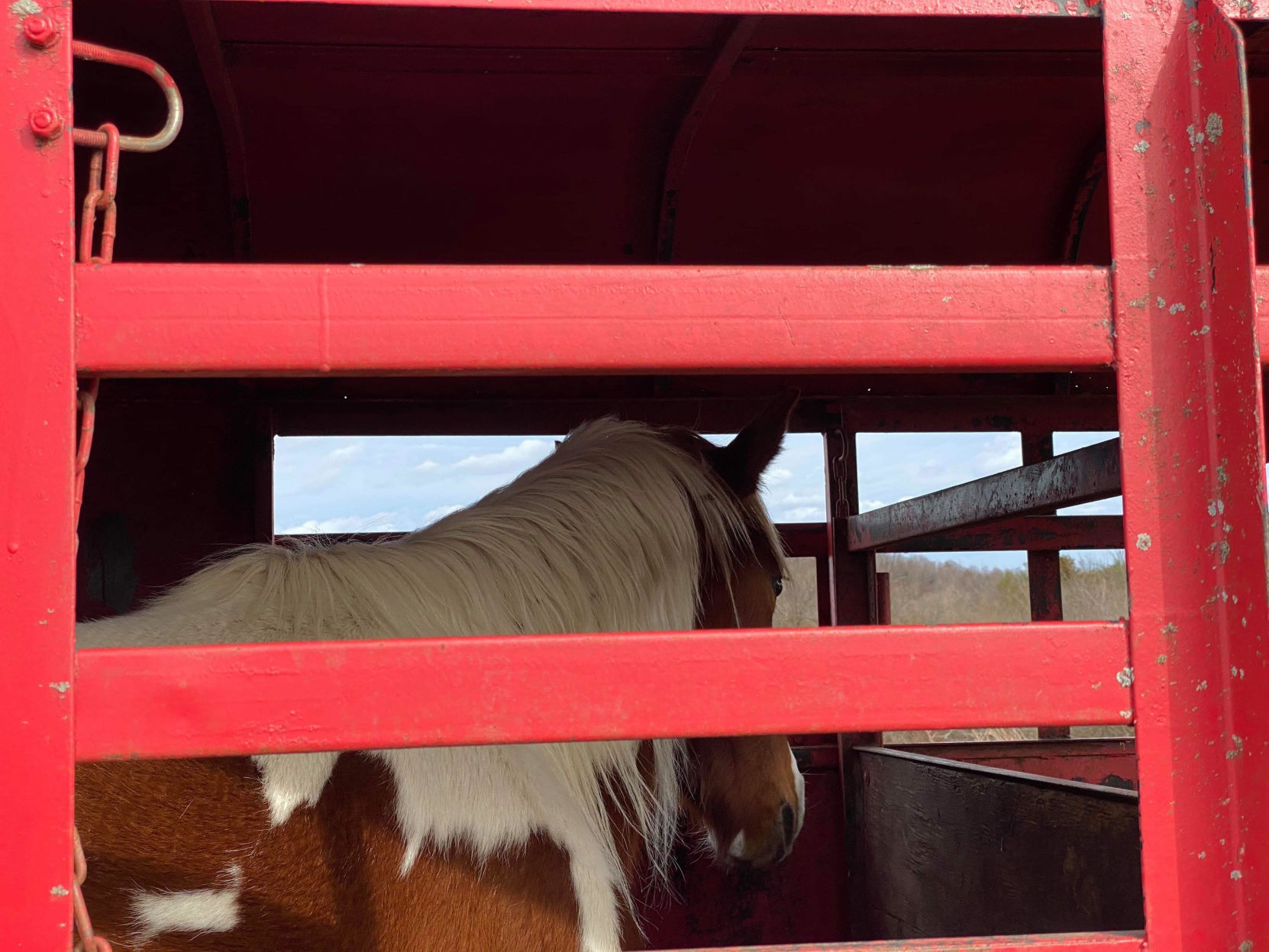 Third survivor of December horse massacre rescued from eastern Kentucky mountaintop